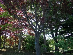 ベニバスモモ全体